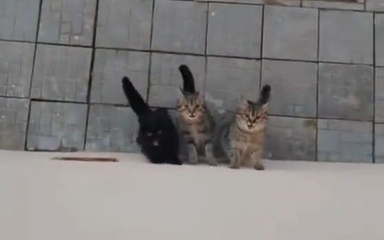 😿 : Meo meo meo meo meo meo meo meo meo meo meo meo