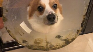 إياك أن تربي كلب "كورجي عريض الجسم"! قد تختنق من رائحته الكريهة!