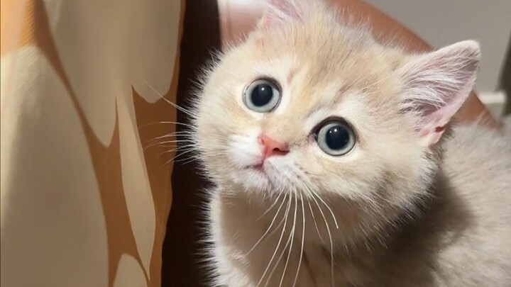 The kitten wants to eat potato chips? No way!