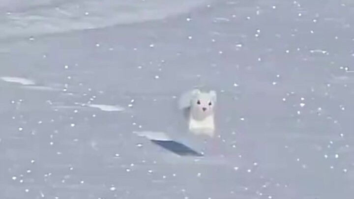“Ran into a wild ferret—share this with someone fun and cute!”