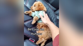 Sợ cái cảm giác này quá. Huhu. cunyeucuadua yeucho yeuchomeo cún cúncon chó chómèo chócon chókhôn yeuchomeo chócute pet dog dogsoftiktok