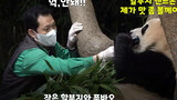 [Panda] Mengukur lingkar kepala Fu Bao dan memotret wajahnya