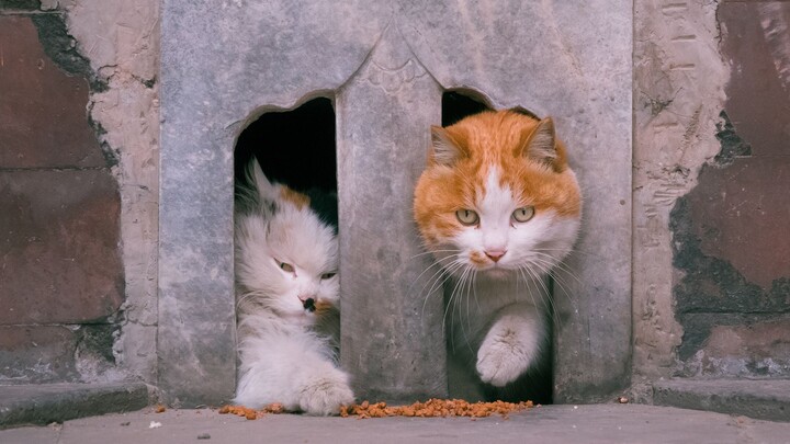 Taman itu penuh dengan makanan lezat, dan seekor kucing oranye keluar dari tembok. [film kucing tahu