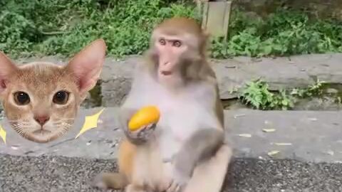 playing with monkeys.hahaha