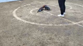 JJ Brothers 1st fight