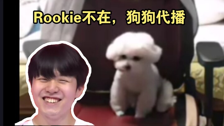 عبقري البث المباشر! روكي يترك الكلب يبث بدلاً منه، والكلب ما بَرِحَ ينبح… تأثير العرض في أقصى درجاته