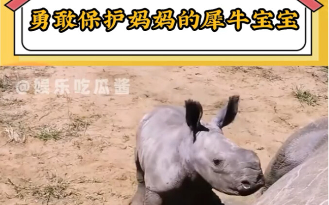 Animal World: A Brave Rhino Calf Protecting Its Mother