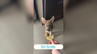 Những chiếc boss đáng yêu