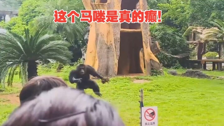 Monyet ini benar-benar gila!