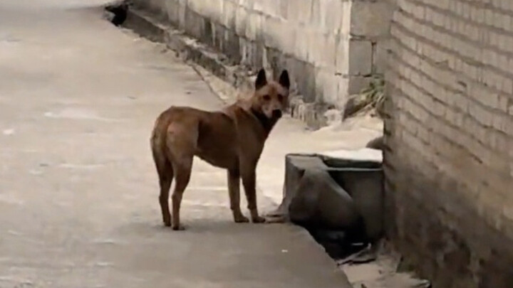 Setengah tahun tidak pulang ke rumah, lihat nih anjing masih ingat sama gue nggak