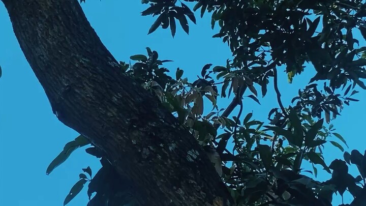 নীল রঙের আকাশ । ভিডিও ১১