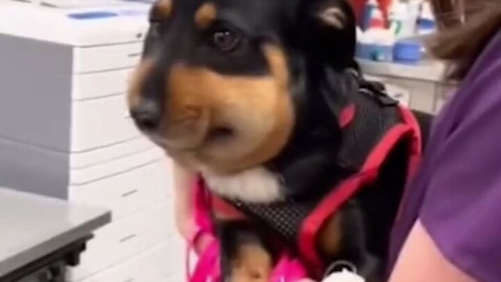 Anjing bukan tidak merasakan sakit, hanya saja mereka tak bisa berbicara, namun demi bertahan hidup 