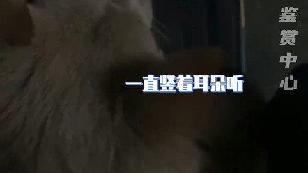 น้องหมา: ฉันอยู่เป็นเพื่อนนายเอง! อย่าผลักฉันสิ～#สุนัข #ชีวิต #ของจริง