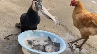 鸡哥:我就看看！