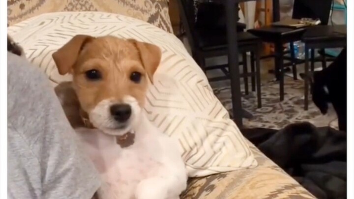 🤣 When Cats Meet Dogs! The Funniest Moments 😂