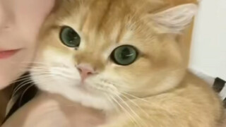 Kittens are cuter than pigs!