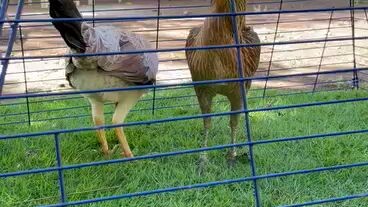 Authentic PULLETS pure 5k sweater SC and pure Larry Romero MacLean.