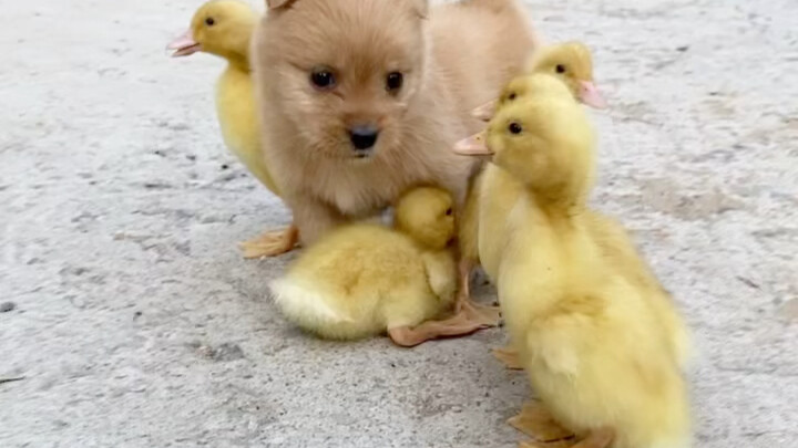 يا بطات الصغار، اتبعن البطة الكبرى! أنا زعيمتكم!