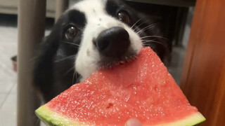 Three dogs with different personalities eat watermelon. Let's see who eats the best?