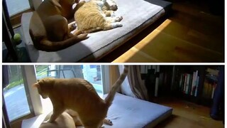 Have you shipped this cat and dog?