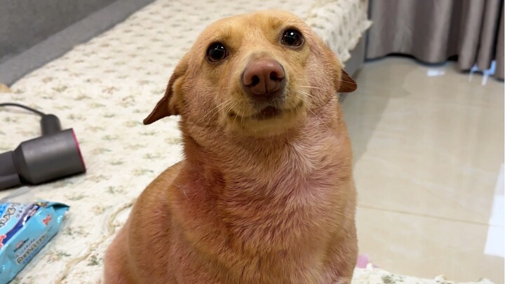 อย่าเผลอใช้น้ำผลไม้ย้อมสีให้เจ้าตู๊ดเด็ดขาด ไม่อย่างนั้น…