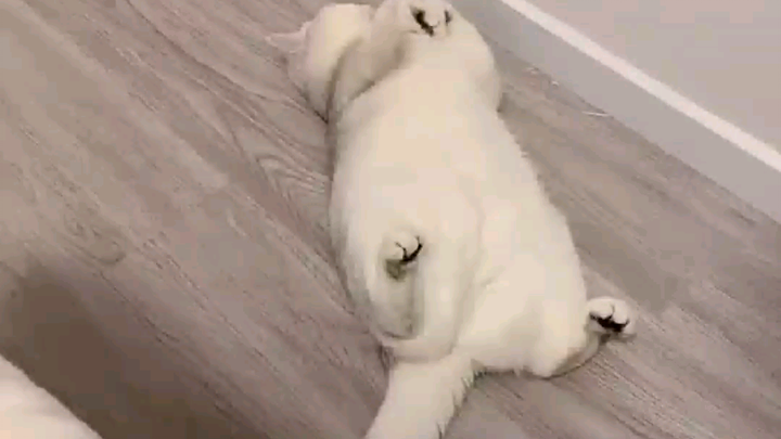 Cơn thịnh nộ của mèo độc thân