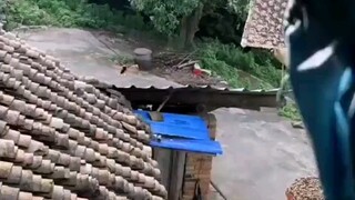 Is it okay for a beekeeper to work as a security guard for bees? The bees have to pay for their live