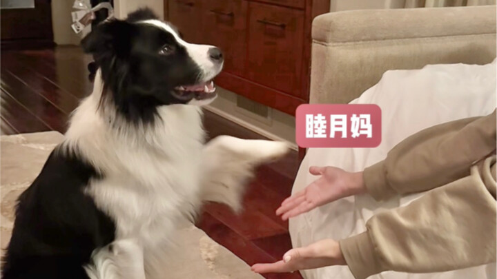 Chú cún trả lời cực khéo: “Con thích mẹ nào?”