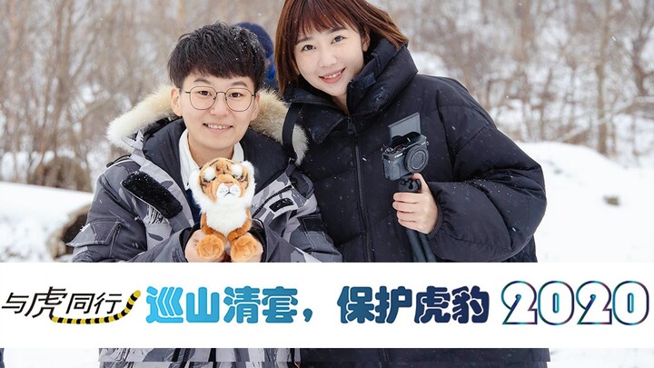 Saving China’s Last 27 Wild Amur Tigers! A Volunteer Vlog from the Northeast China Tiger and Leopard