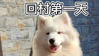 Samoyed's first day back to the village VS the last day back to the village, from the little princes