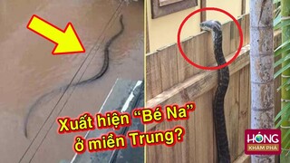 Sự thật "bé Na" dài 2 mét tung tăng bơi lội ở Lũ Lụt Miền Trung| Hóng Khám Phá