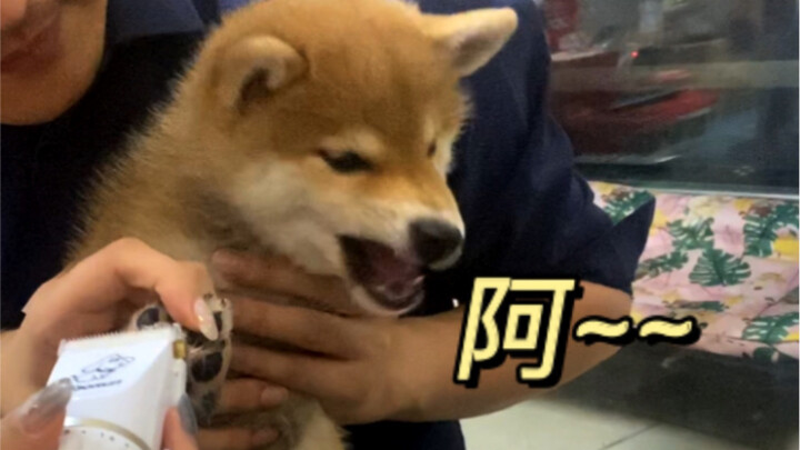 This little Shiba Inu’s first time getting its paw fur shaved—when Dad does it, it acts all cute and