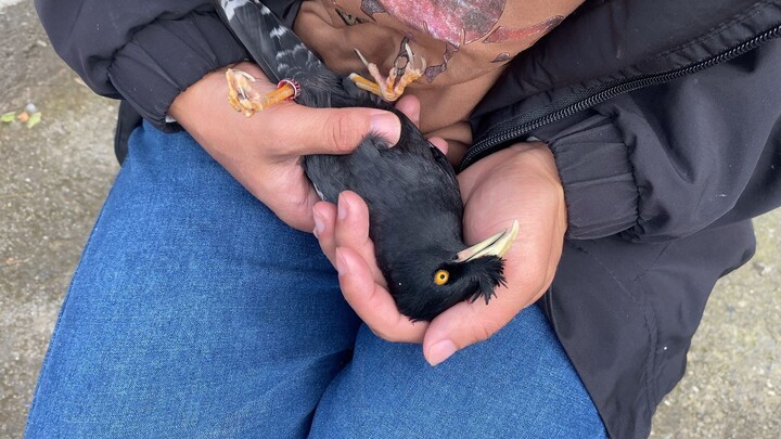 แค่ตัดเล็บให้แกเอง ทำไมต้องตะโกนขอความช่วยเหลือไปด่าฉันไปด้วยล่ะ?