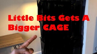 Marmoset Monkey Little Bits ได้รับ CAGE ใหม่