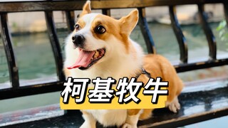 原来柯基是这样子牧牛的？！