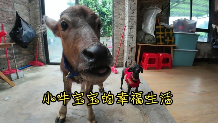 The Happy Life of the Little Calf