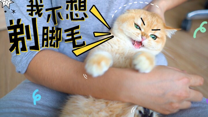 The kumquat-colored kitten’s paw fur is so long it slips during parkour; pinned down for a paw-fur t