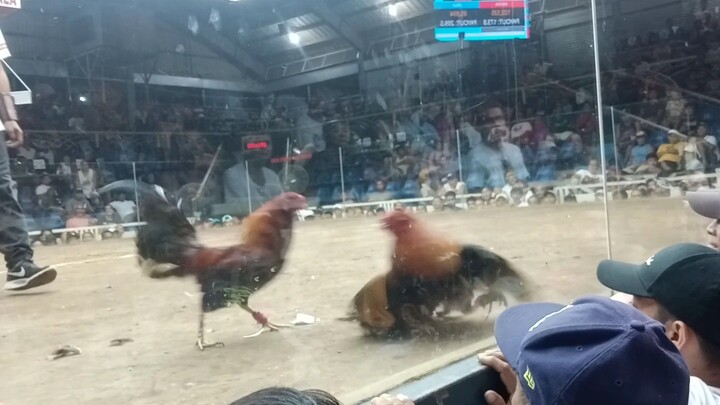 Lucena Cockpit Arena (LCA) First Fight Win (03/17/24)