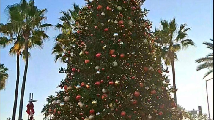 Downtown. Large Christmas Tree. El Centro De La Ciudad. El Árbol  De Navidad Grande. 12.7.2025  市中心