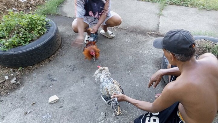practice ng mga stag..bulik vs oakgrove hatch.