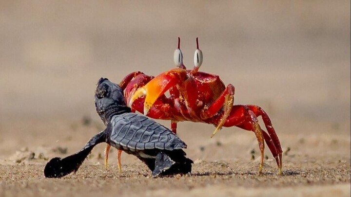 เต่าทะเลน้อย: ชีวิตฉันขึ้นอยู่กับฉัน ไม่ใช่ฟ้ากำหนด