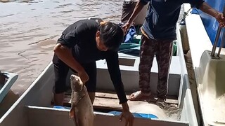 ikan patin buah rezeki kw