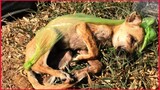 The Sick Puppy Was Thrown In The Garbage By The Owner, Save An Angel.