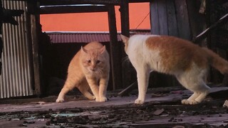 zoom kucing kelai sampe naik pundaknya #samsungs22ultra