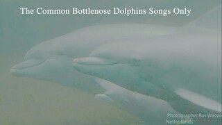 The songs of the captive common bottlenose dolphin only.