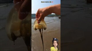 Eh ada Ikan Paus Tapi ⁉️