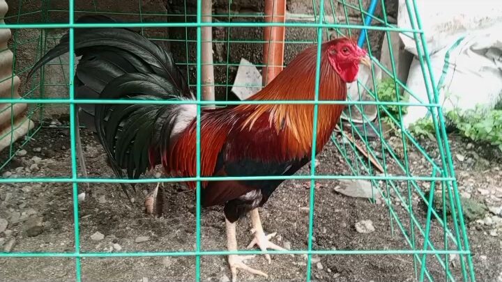 3x winner wpc 6yrs old sweater