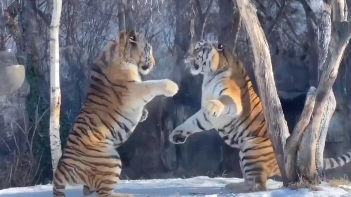 Dua saudara harimau Siberia bertarung, raungan mereka menggelegar seperti guntur, bulu-bulu harimau 