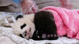 [Panda Ya Song] Tidur Berselimut