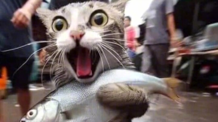 เหมียว: ข้าขอแอบดูสักหน่อยว่าเกิดอะไรขึ้น กบดานในเมืองใหญ่ แต่ย่องขโมยปลา